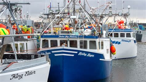 Ns Lobster Fishing Season Underway First Nation Fishers To Sit Out