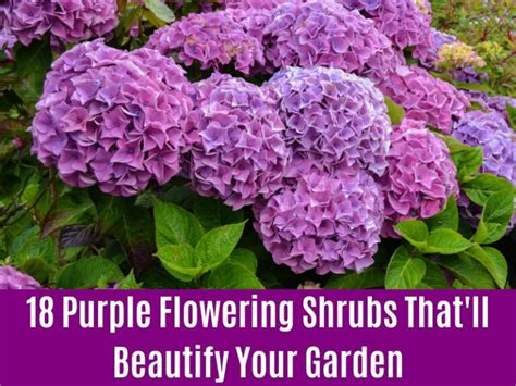 18 Purple Flowering Shrubs Thatll Beautify Your Garden Diy And Crafts