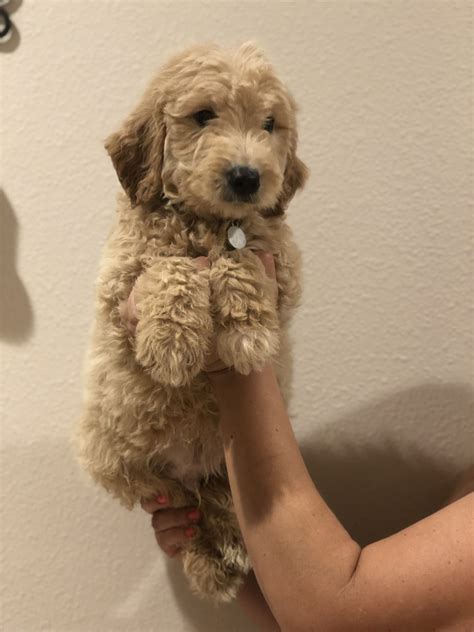 Goldendoodle puppies for sale in phoenix and tucson! Goldendoodle Puppies For Sale | Jurupa Valley, CA #308047