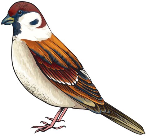 Bird Png Clipart Best Web Clipart