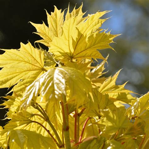 Acer Platanoides Princeton Gold Yellow Norway Maple Tree