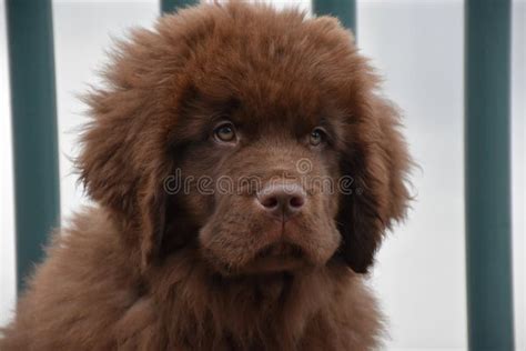 Extra Fluffy And Furry Brown Newfoundland Puppy Dog Stock Image Image
