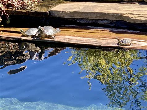 Koi grow quickly and get very large. How big does a pond need to be to stock? | TigerDroppings.com