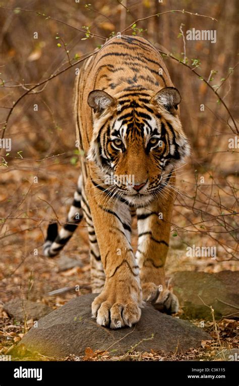Young Male Bengal Tiger Walking In The Forest Track In Ranthambhore