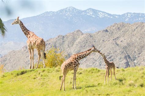 We are excited the film festival is back. Enjoy a Family Field Trip in Greater Palm Springs