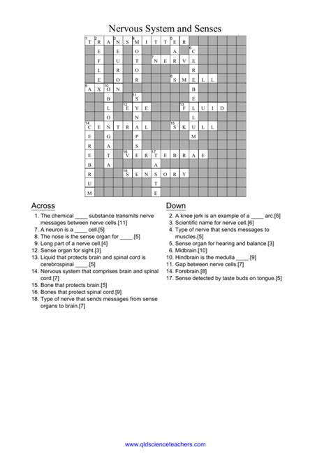 Nervous System And Senses Crossword Answers