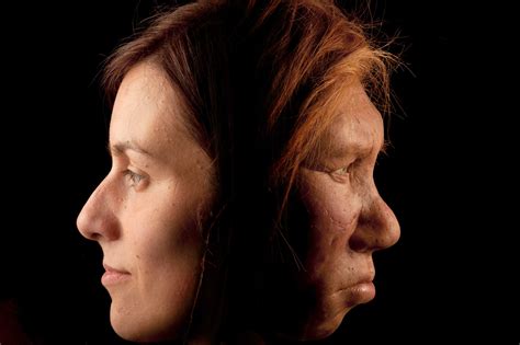 Differences Between Neanderthals And Humans