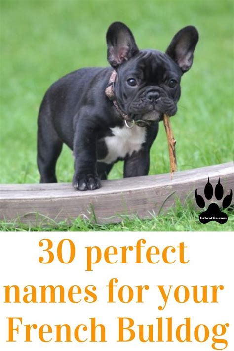 Photos of bulldogs, lots and lots of photos of bulldogs! 430+ Boy Dog Names A-Z | Labrottie.com in 2020 | Dog names ...