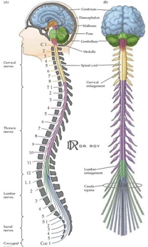 10 Facts About Central Nervous System Fact File