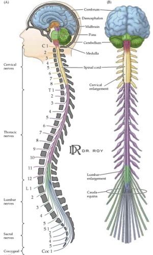 Rostral (toward the in the picture above we see the spinal cord and its nerve roots as everything in yellow with the bony vertebral arches removed. 10 Facts about Central Nervous System | Fact File