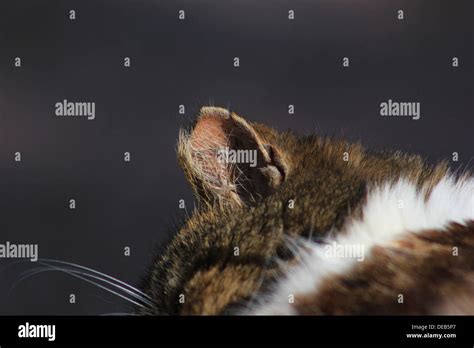 Feral Cat Ear Tip Stock Photo Alamy