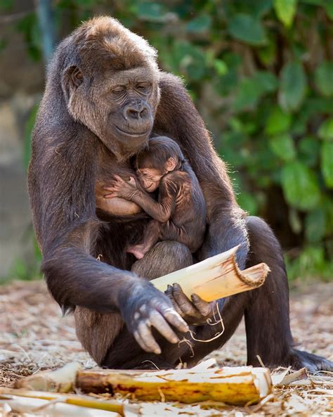 Taronga Zoo Gorilla Gives Birth To Adorable Baby In Sydney
