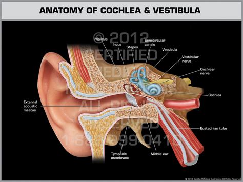 Anatomy Of Cochlea And Vestibula