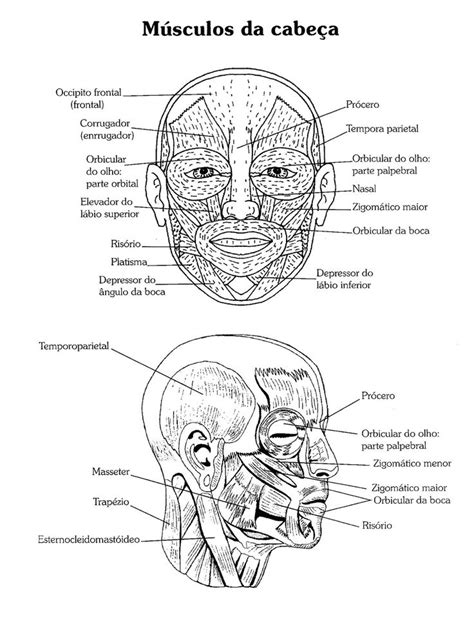 32 Desenhos De Anatomia Humana Para Colorir E Imprimir Online Cursos