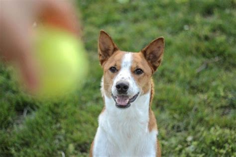 Basenji Dog Breed Info Pictures Care Guide Temperament And Traits