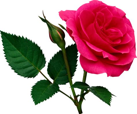 Rosa Png Imágenes De Flores Descarga Gratuita