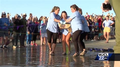 Tybee Island Marine Science Center Release Turtle Into The Atlantic