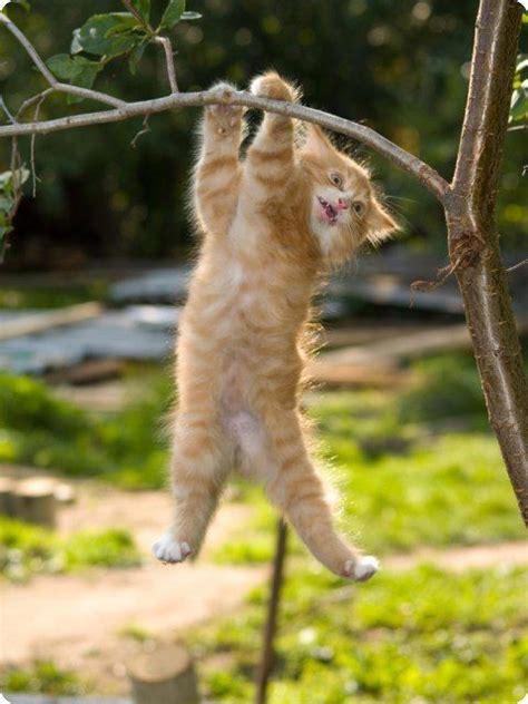 Check spelling or type a new query. kitten hanging form tree | Cat posters, Hang in there cat ...
