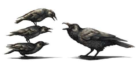 Crows Are Always The Bullies When It Comes To Fighting With Ravens