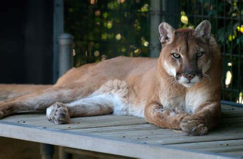 Free Photo Wild Cougar Animal Cougar Jungle Free Download Jooinn