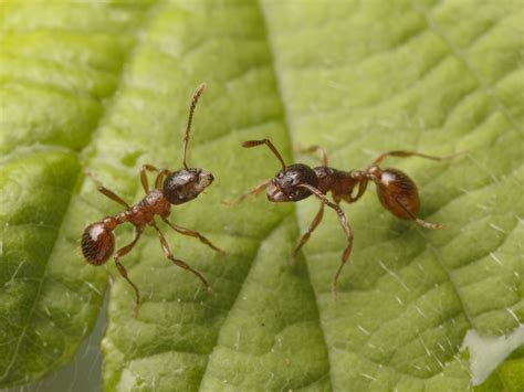 European Fire Ant Invasive Species Council Of British Columbia