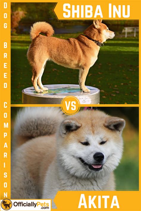 Shiba Inu Vs Akita A Detailed Comparison Of Both Dog Breeds Check