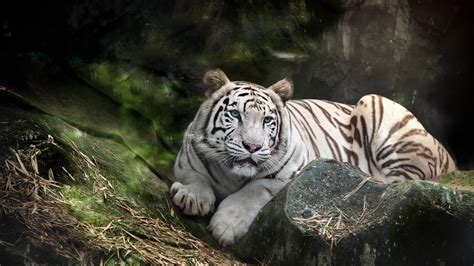 Tigre blanco en la selva Full HD en Fondos 1080
