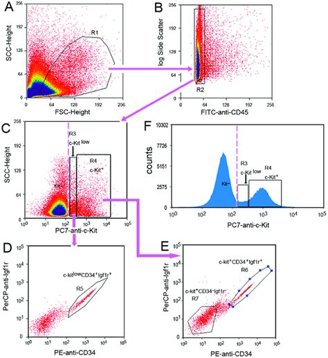 Flow Cytometry Sorting Pathway To Purify The Mature Early And