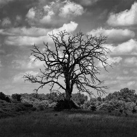 Dead Cottonwood Tree In A Cloud Shadow P6206639 Square