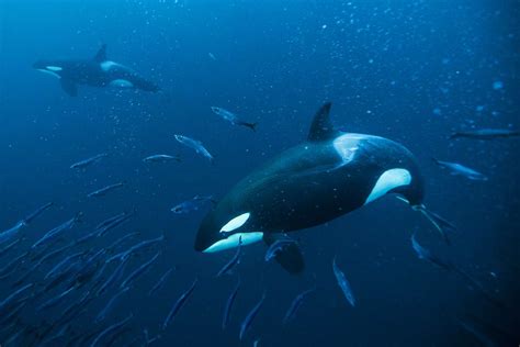 Orcas Paul Nicklen