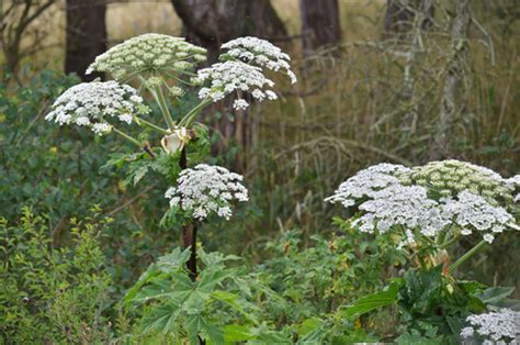 Giant Hogweed Signs Symptoms And What To Do If Contact Occurs