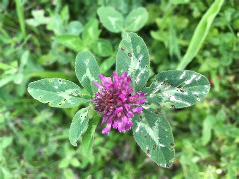 Red Clover — Wildness Within