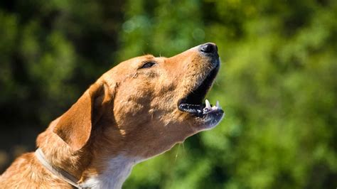How To Stop A Neighbors Dog From Barking Mute That Mutt