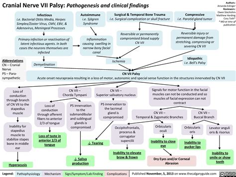 Cranial Nerve Vii Palsy Pathogenesis And Clinical Findings Calgary Guide