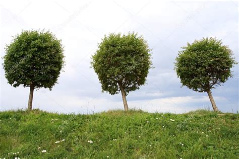 Three Trees — Stock Photo © Achubykin 1087259