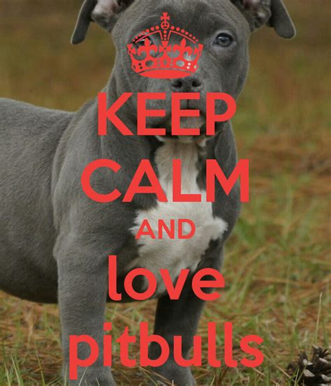 To build muscle pitbull's need a high protein. pitbulls wallpaper | Pitbull quotes, Pitbulls, Pitbull dog ...