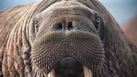 Watch Live As Thousands Of Walruses Kill Time On An Alaskan Beachit W