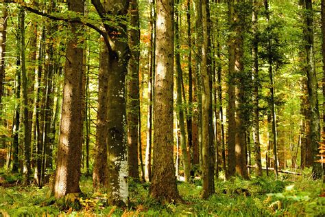 Free photo: Birch forest - Birch, Lush, Wood - Free Download - Jooinn