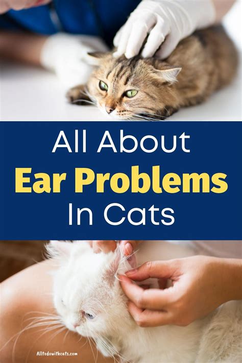 Common Ear Problems In Cats Symptoms And Treatments All To Do With