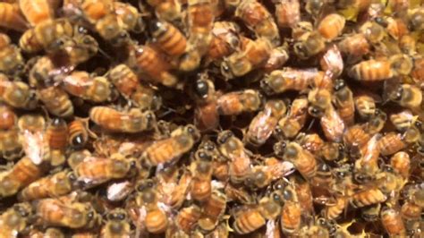 New Queen Honeybee Youtube