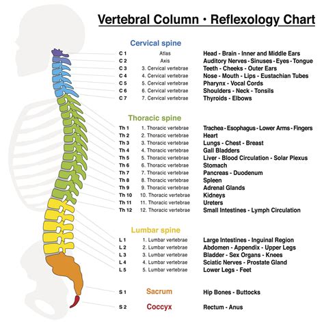 Human Back Bones Names Human Spine And Spinal Cord Picture C1 S5