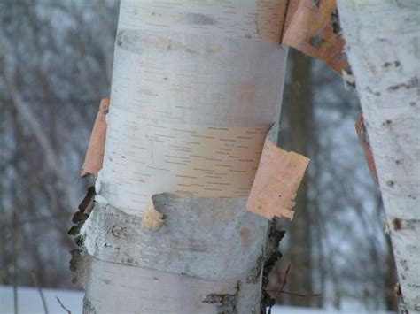 How To Distinguish A Quaking Aspen From A White Birch Owlcation