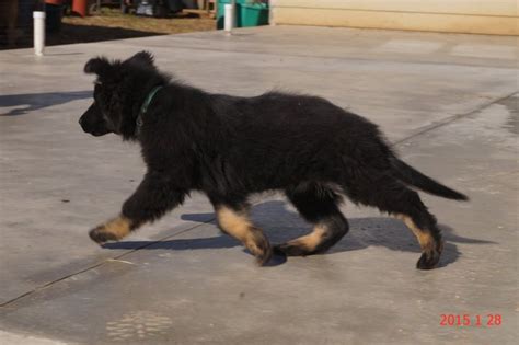 Also, failure to show this. Long Haired German Shepherd Puppies For Sale In Ohio | Top ...