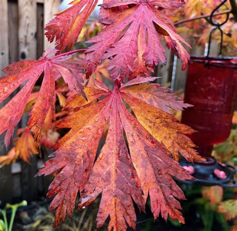 Red Maple Maple Tree Japanese Maple Japonica Acer Garden Plants