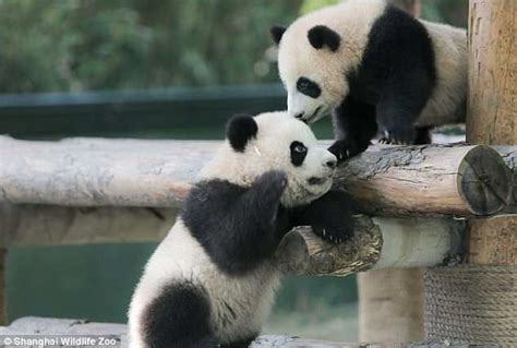 Baby Pandas Get Their Names As They Turn Six Months Old Daily Mail Online