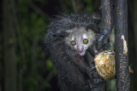 This Creepy Lemur Has Been Hiding Something From Us For A Long Time
