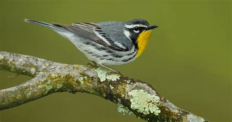 Yellow Throated Warbler Overview All About Birds Cornell Lab Of