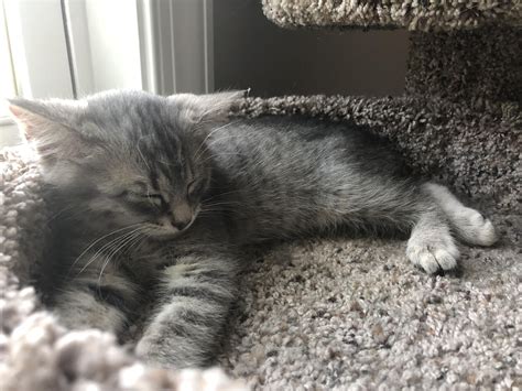 Grey Kittens For Adoption Kaumsantris