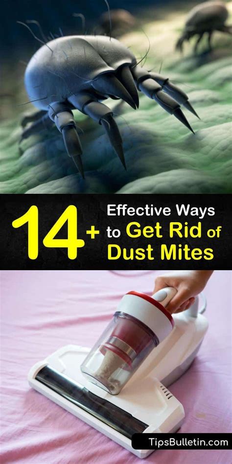 14 Amazingly Effective Ways To Get Rid Of Dust Mites Dust Mite