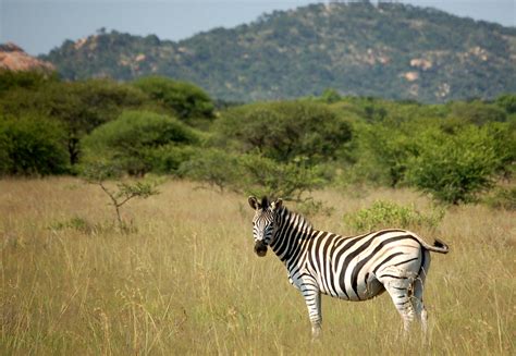 Polokwane Game Reserve South Africa 2013 Matt Artz Flickr